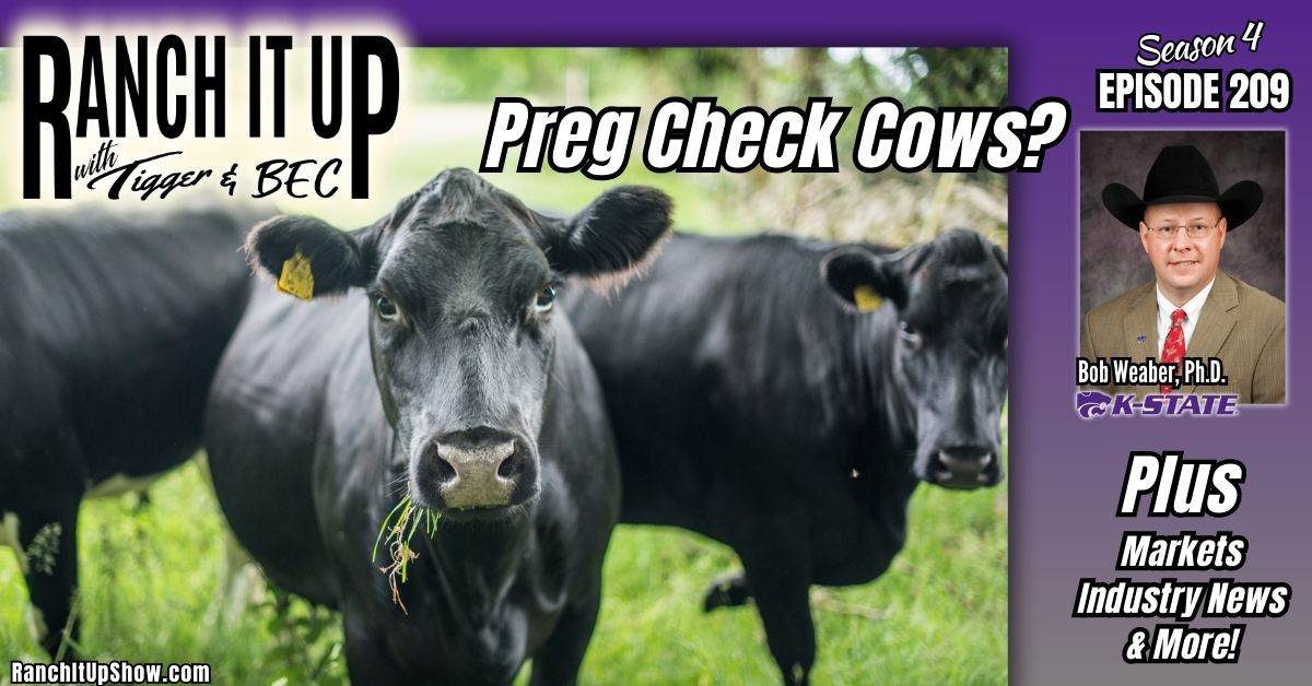 These Are Ways To Pregnancy Test Your Cows