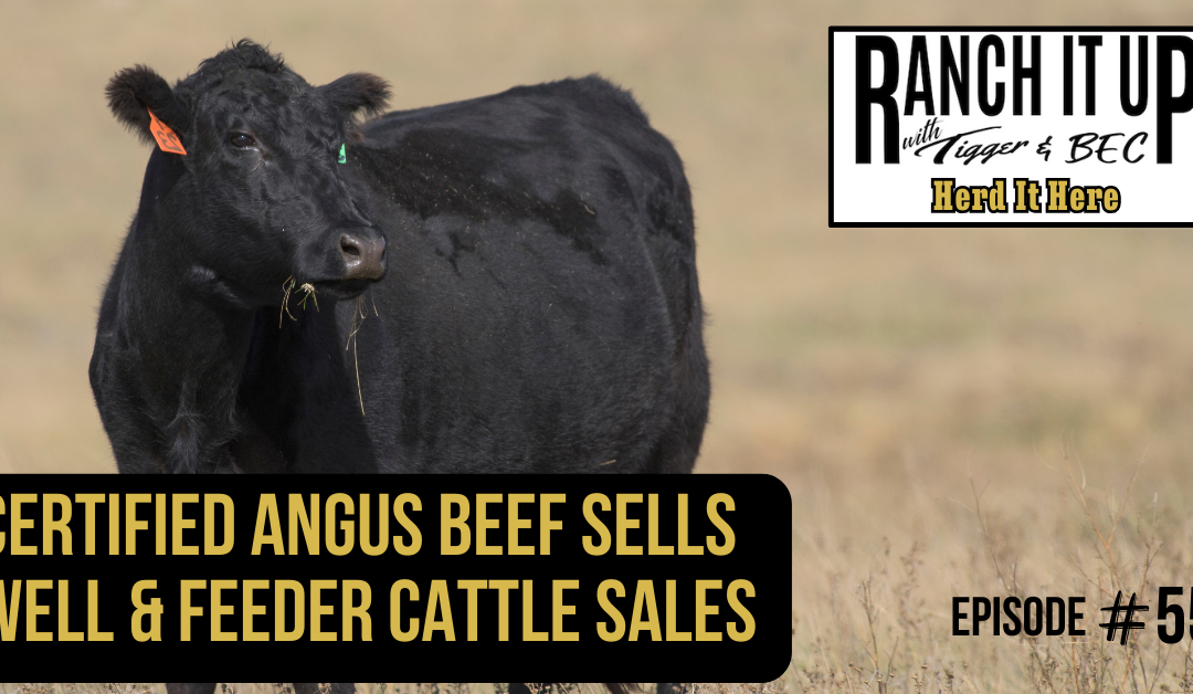 Certified Angus Beef Sells Well & Feeder Cattle Sales