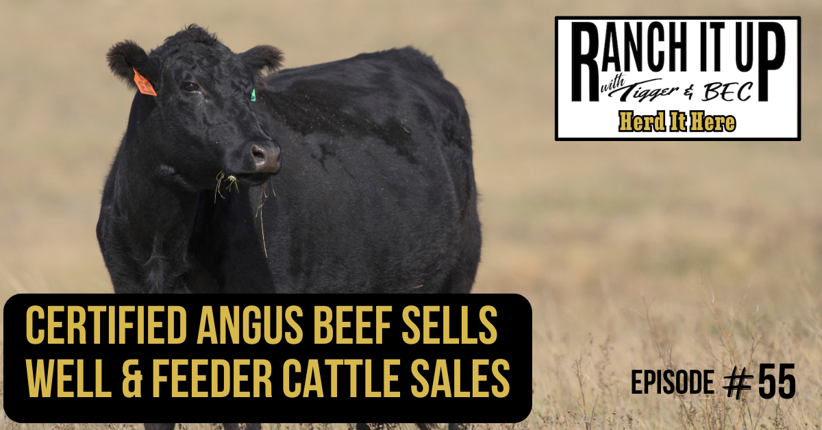 Certified Angus Beef Sells Well & Feeder Cattle Sales