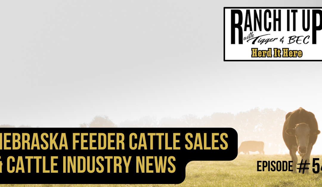 Nebraska Feeder Cattle Sales & Cattle Industry News