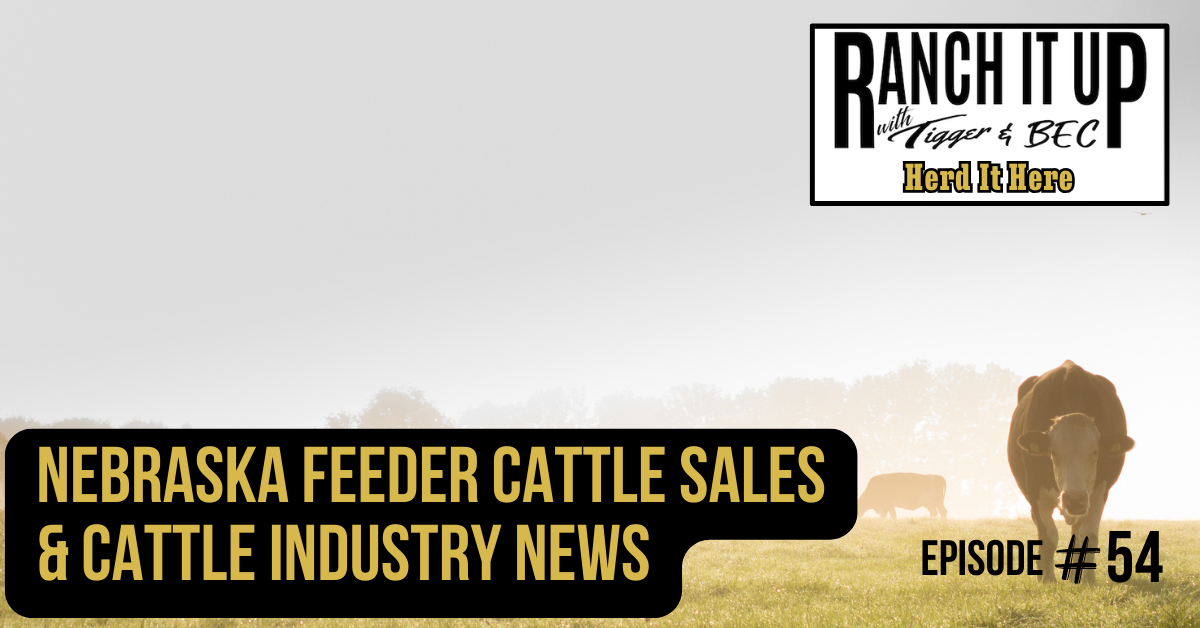 Nebraska Feeder Cattle Sales & Cattle Industry News