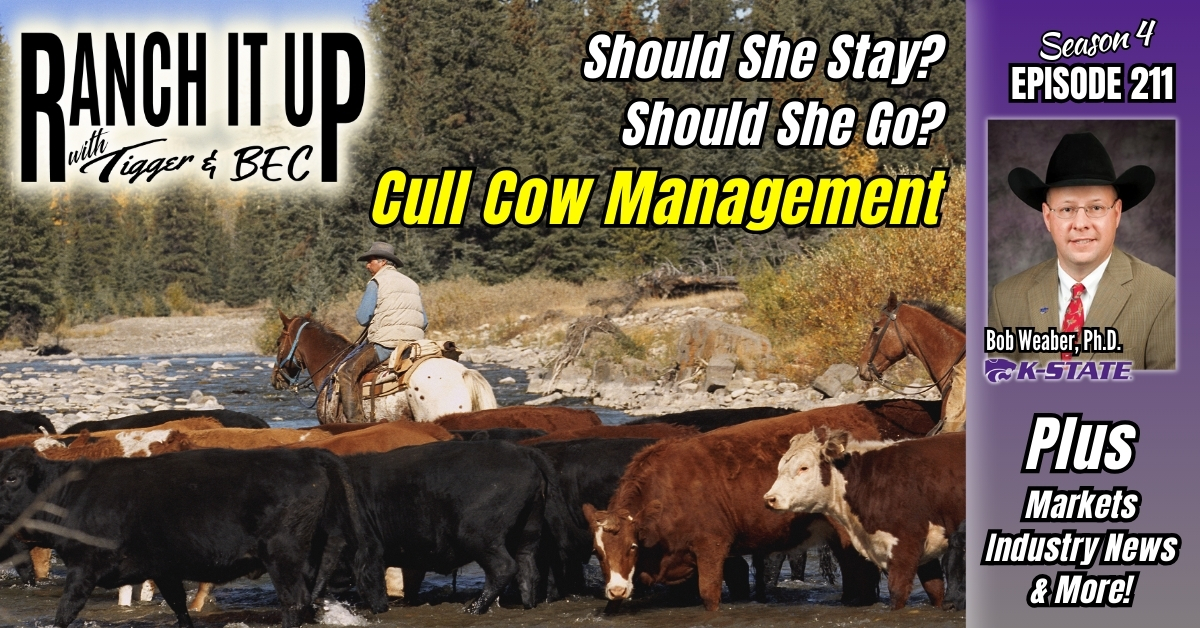 Sell Or Keep? How To Make The Best Decision With Open Cows & Cattle Industry News