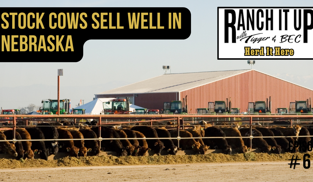 Stock Cows Sell Well In Nebraska