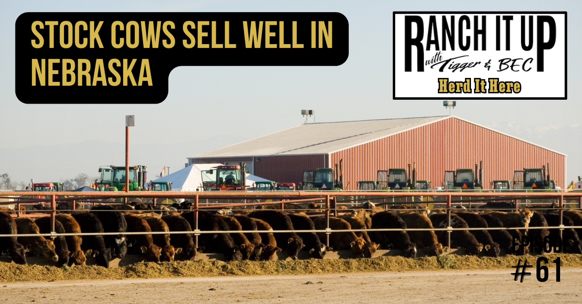 Stock Cows Sell Well In Nebraska