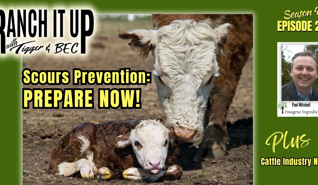 Prevent Scours This Upcoming Calving Season Plus Cattle Industry News