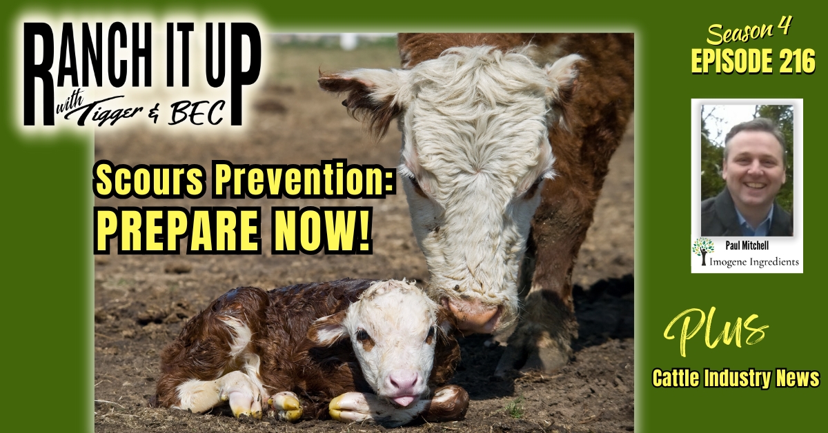 Prevent Scours This Upcoming Calving Season Plus Cattle Industry News