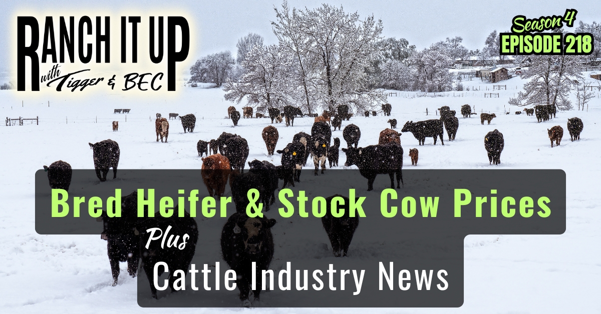 Bred Heifer & Stock Cow Prices Plus Cattle Industry News