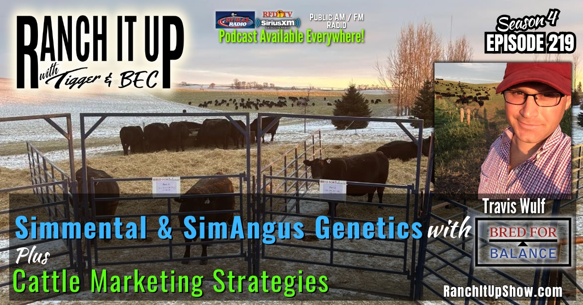 Bull Sale Season, Cattle Marketing Tips & Industry News