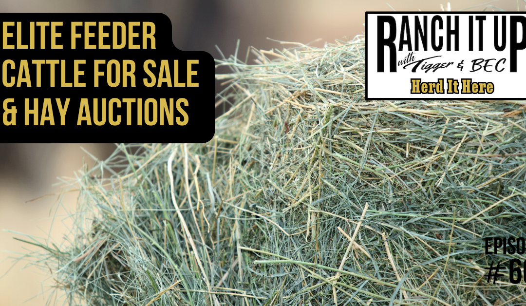 Elite Feeder Cattle For Sale & Hay Auctions