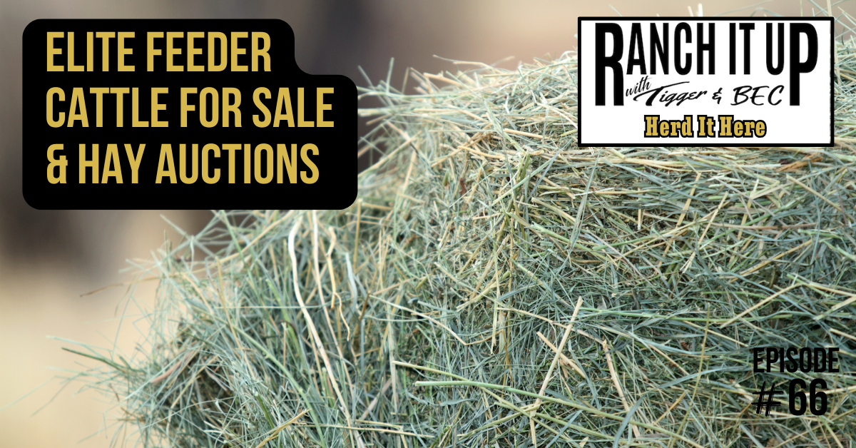 Elite Feeder Cattle For Sale & Hay Auctions