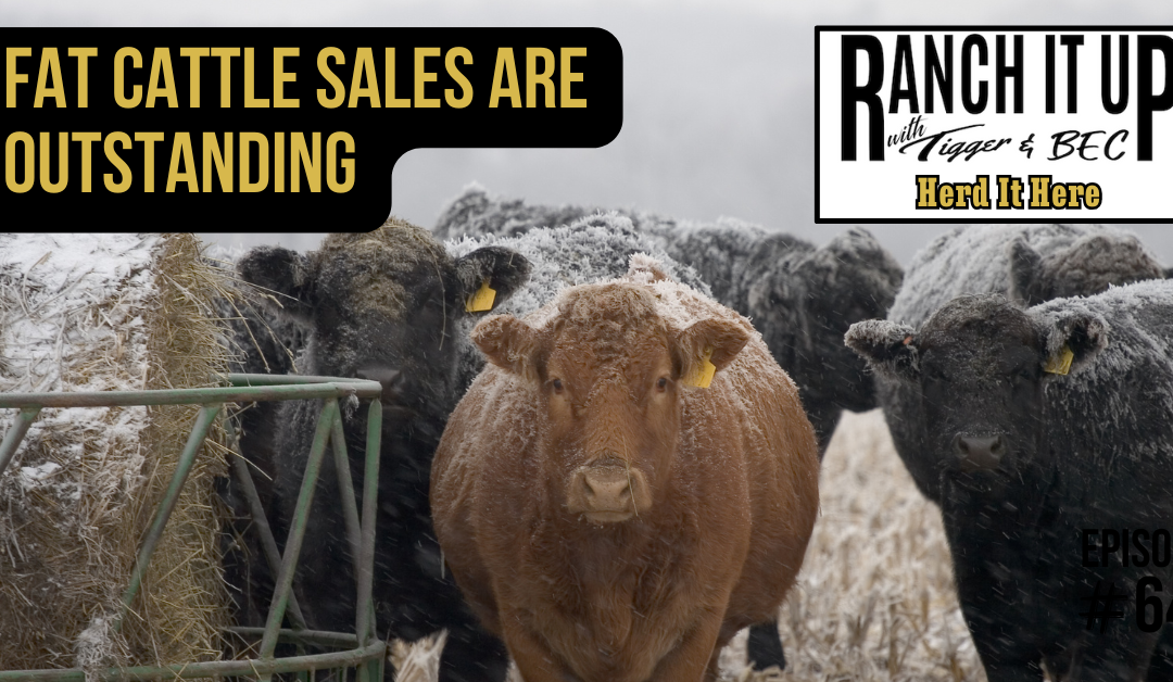 Fat Cattle Sales Are Outstanding