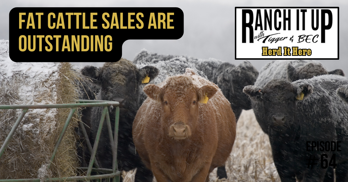 Fat Cattle Sales Are Outstanding