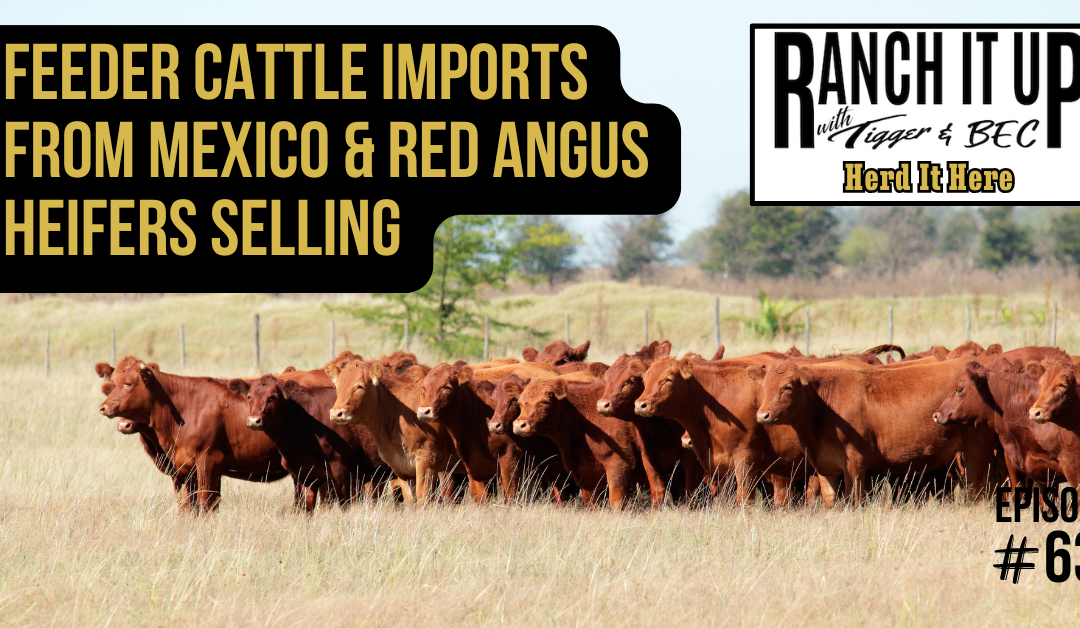 Feeder Cattle Imports From Mexico & Red Angus Heifers Selling