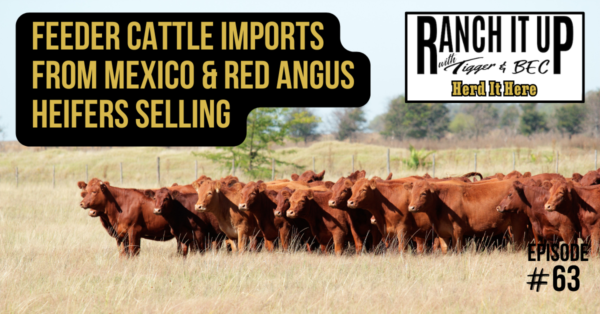 Feeder Cattle Imports From Mexico & Red Angus Heifers Selling