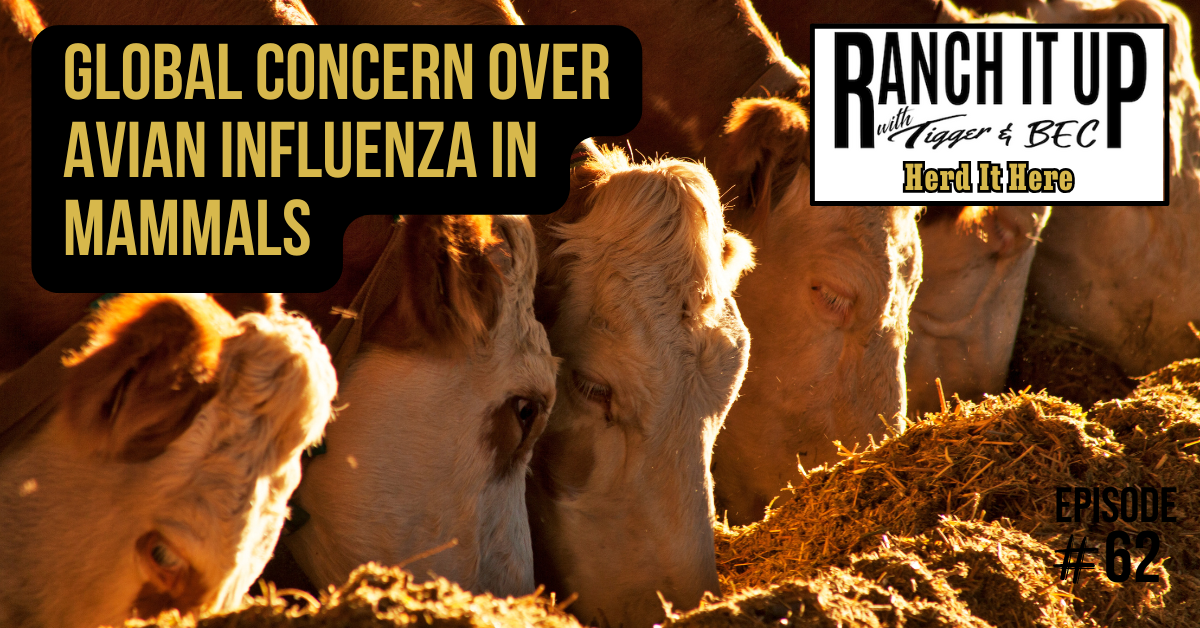 Global Concern Over Avian Influenza In Mammals