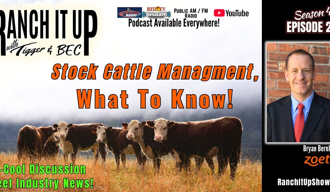 Stocker Cattle Management, MCOOL & Cattle Markets