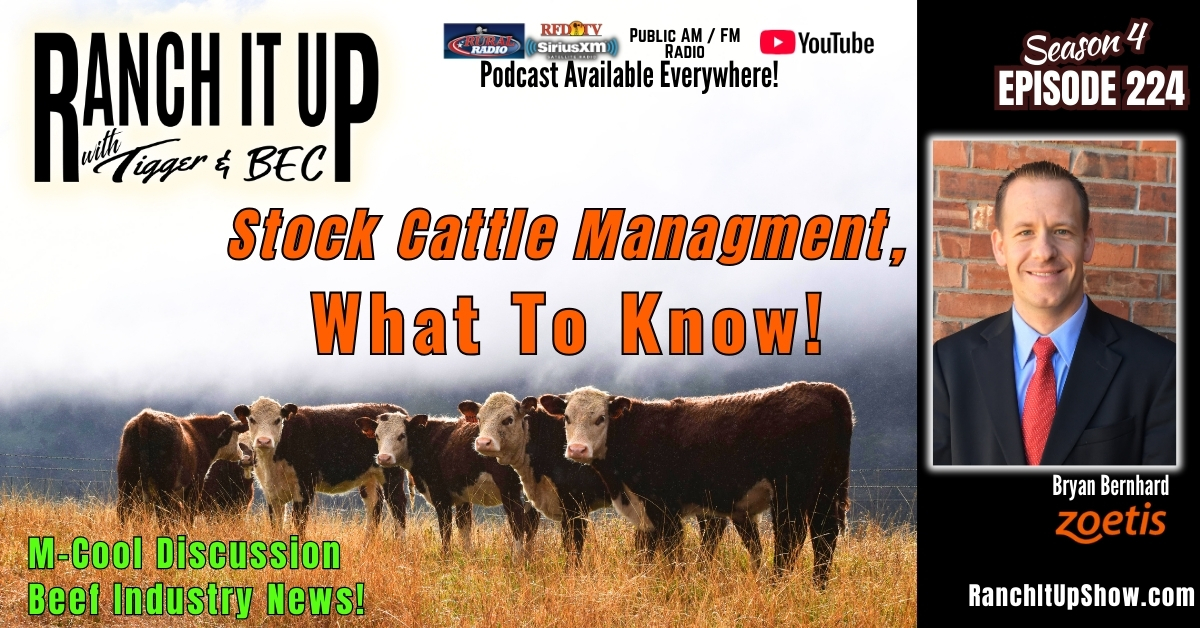 Stocker Cattle Management, MCOOL & Cattle Markets