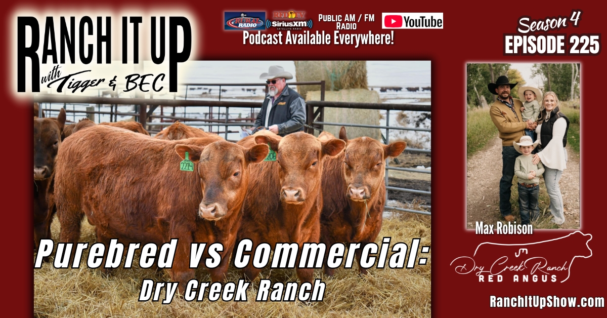 Dry Creek Ranch Red Angus, Retail Beef Sales & Cattle Markets