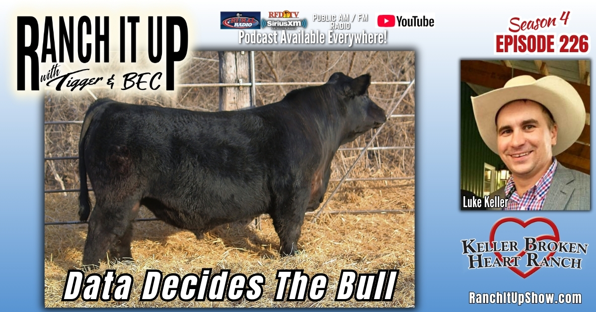 Data Decides The Bulls At Keller Broken Heart Ranch & Beef Checkoff Updates