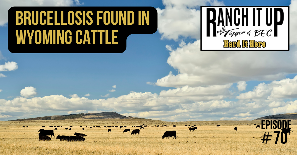 Brucellosis Found In Wyoming Cattle