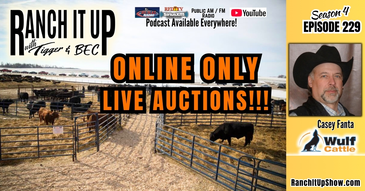 Wulf Cattle Uses Online Only Live Auction To Sell Bulls & Heifers