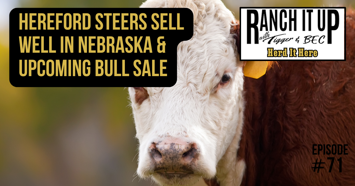 Hereford Steers Sell Well In Nebraska & Upcoming Bull Sales