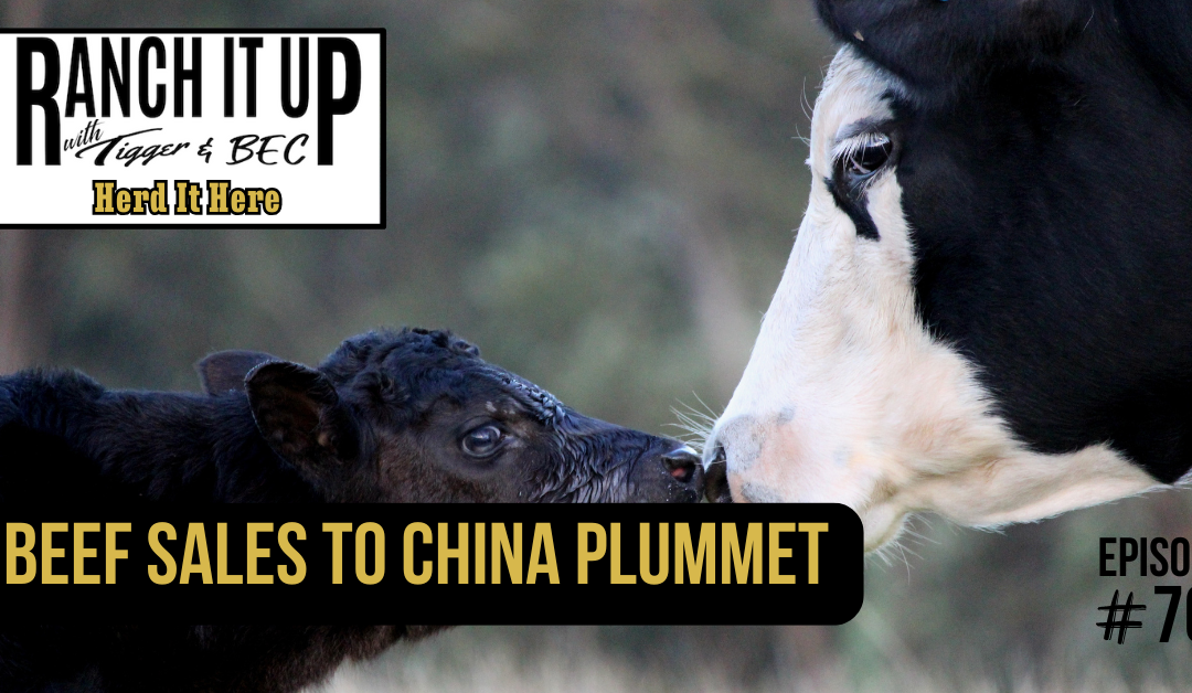 Cow Calf Pairs Command High Prices