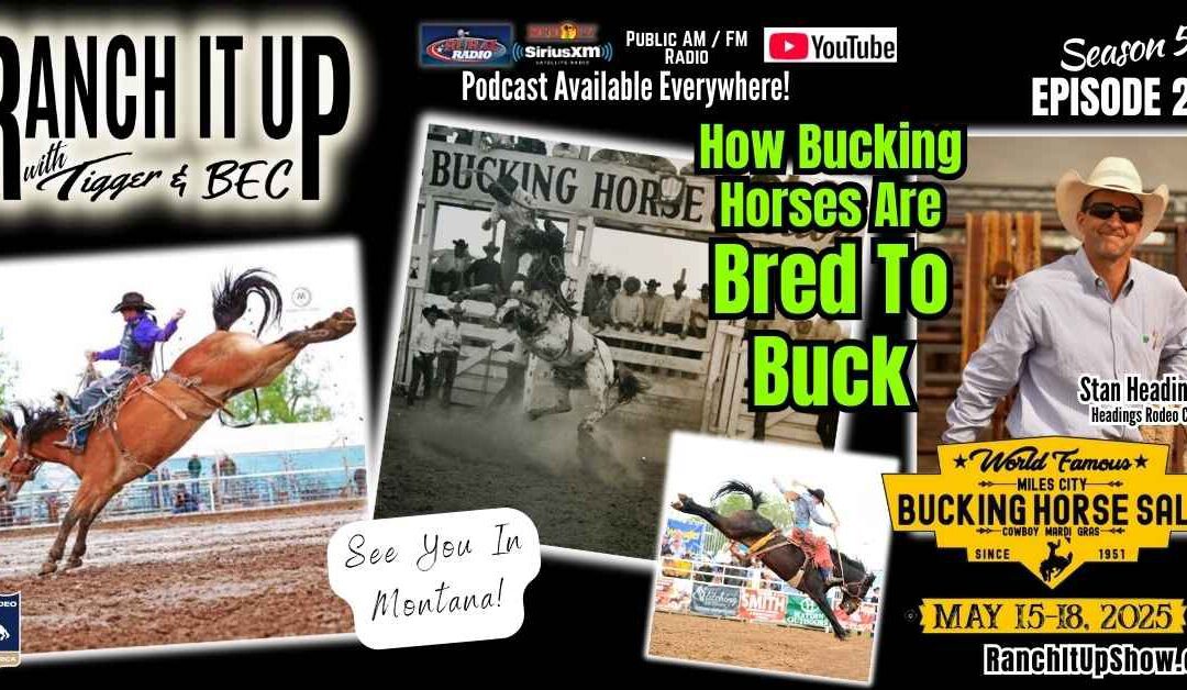 How Bucking Horses Are Bred To Buck