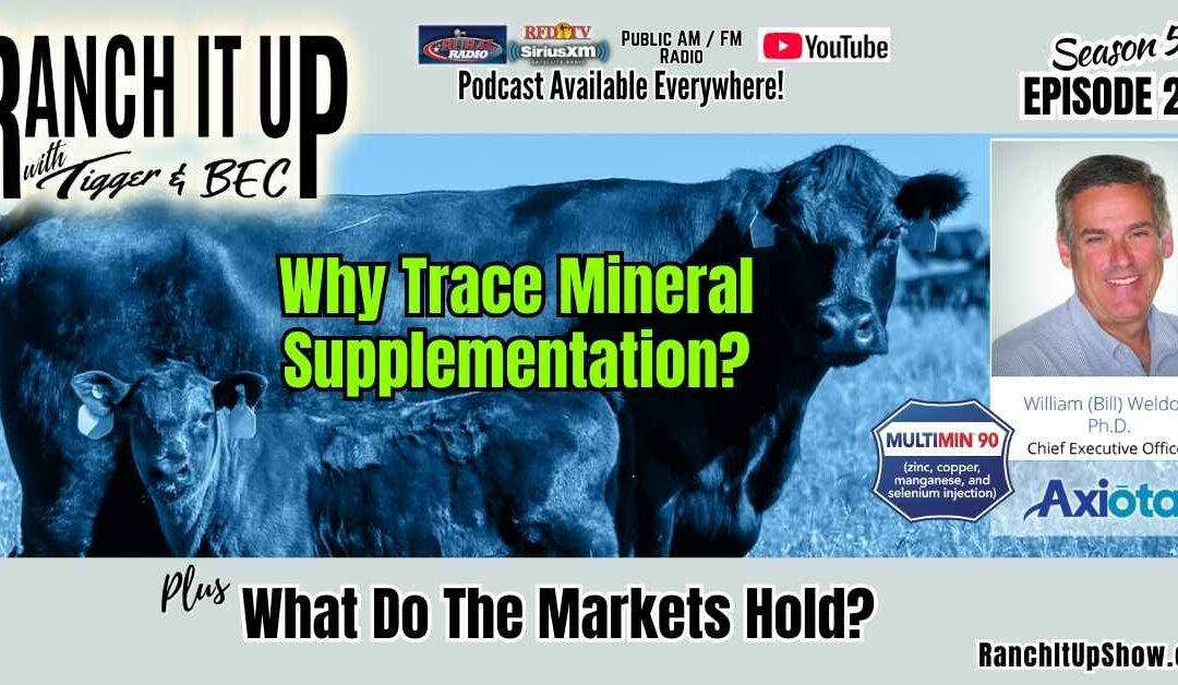 Why Supplement Trace Minerals & Cattle Markets