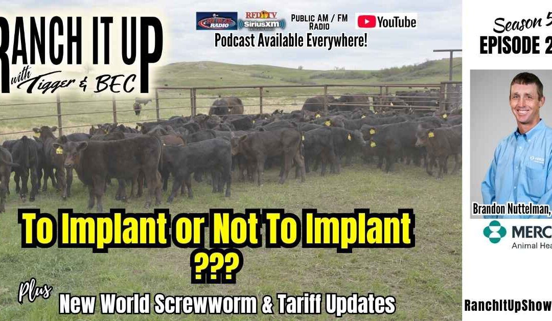 Why To Implant Calves, New World Screwworm & Cattle Trade Updates
