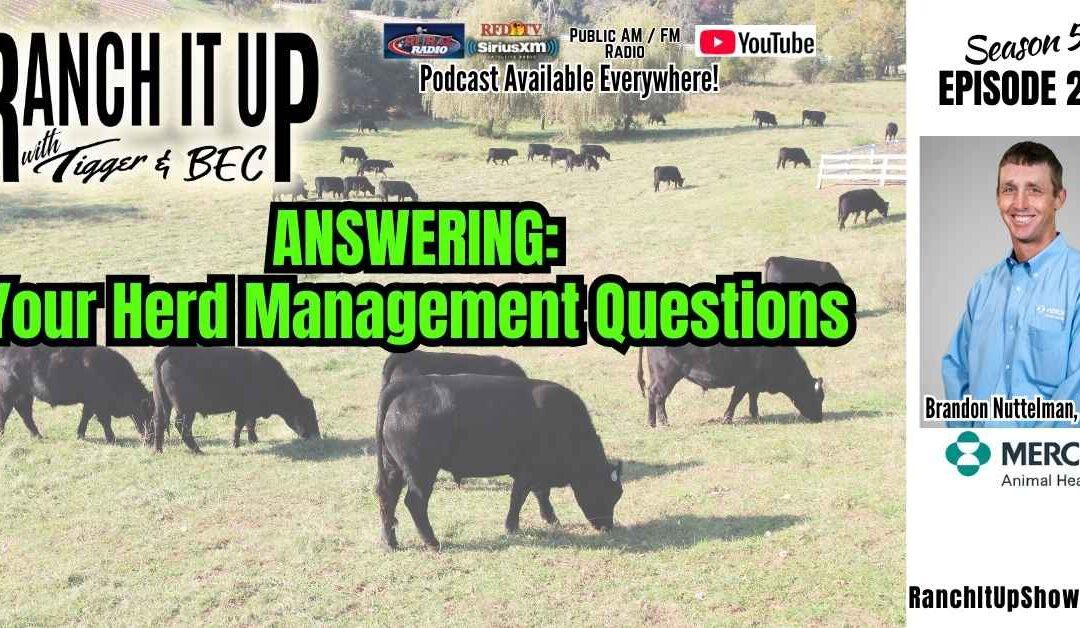 Why To Implant Your Calves – Part 2 & Cattle Corral Designs