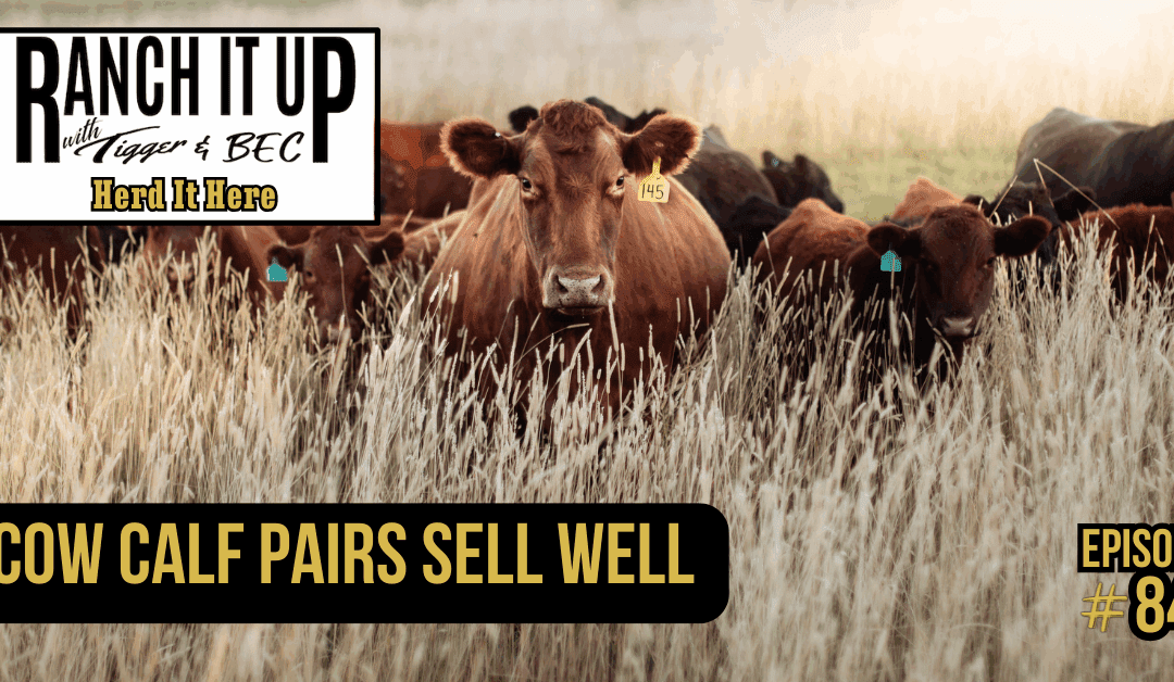 Cow Calf Pairs Sell Well