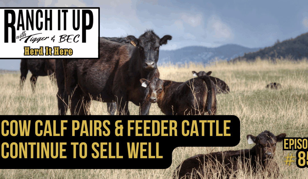 Cow Calf Pairs & Feeder Cattle Continue to Sell Well