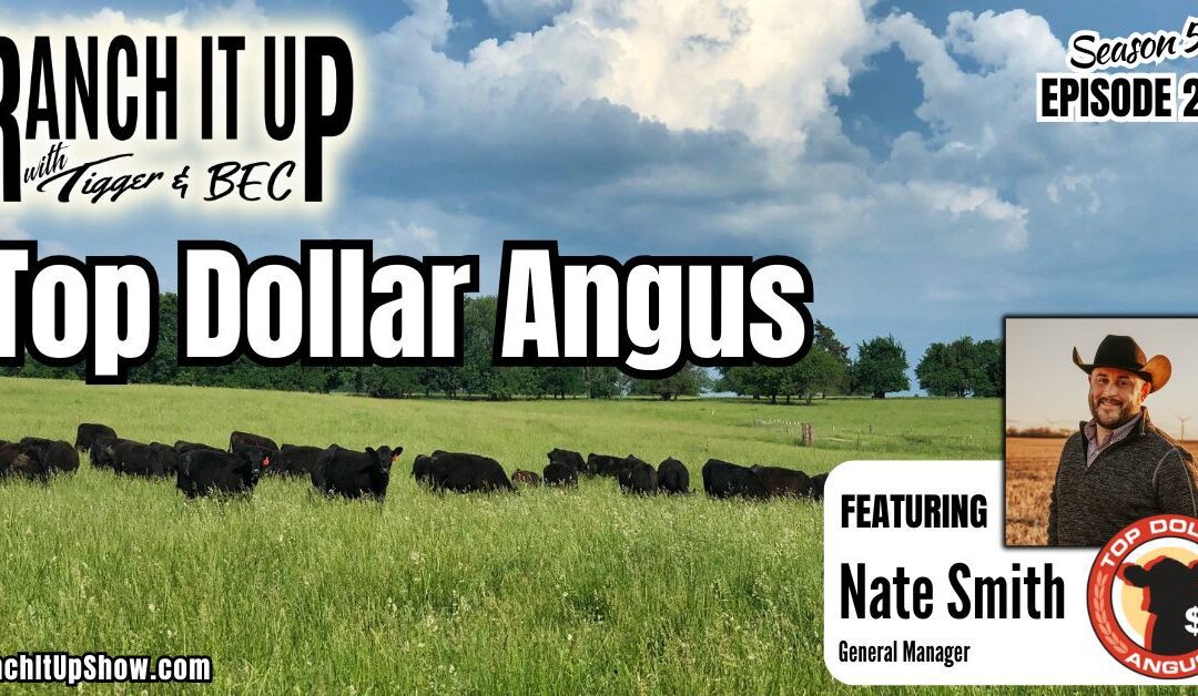 Why Use Top Dollar Angus For Feeder Cattle