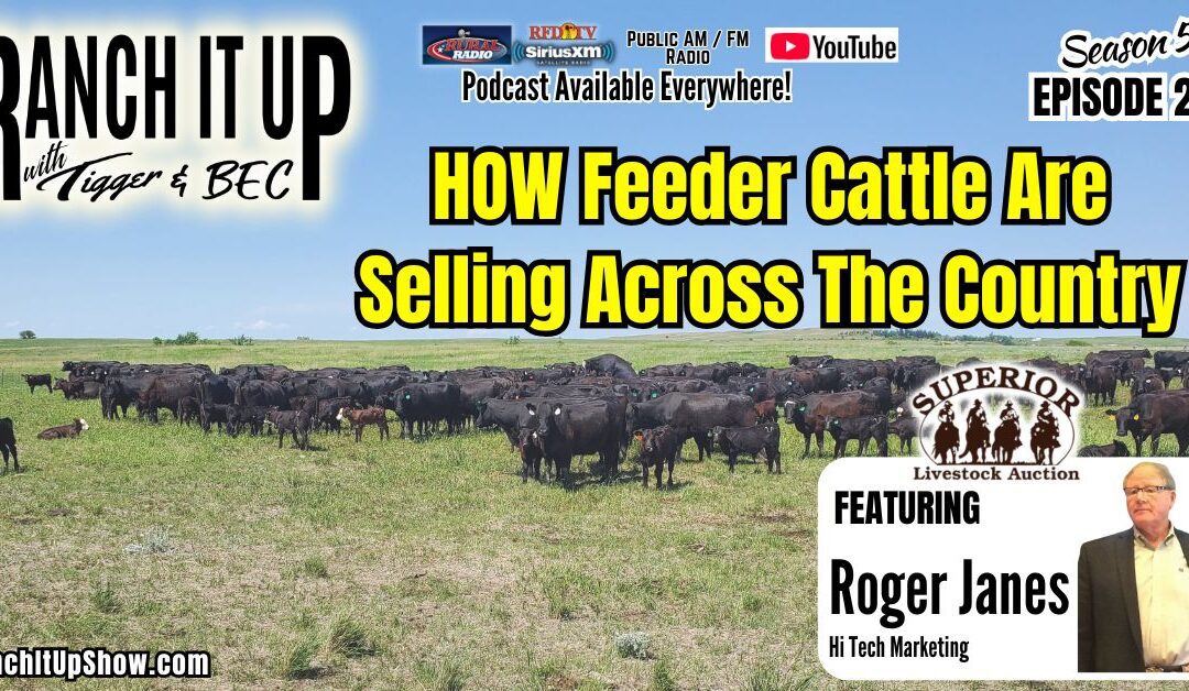 VIDEO SALES: How Are Feeder Cattle Selling Across The Country