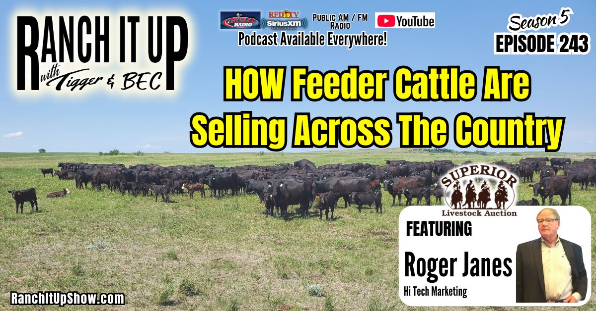 VIDEO SALES: How Are Feeder Cattle Selling Across The Country