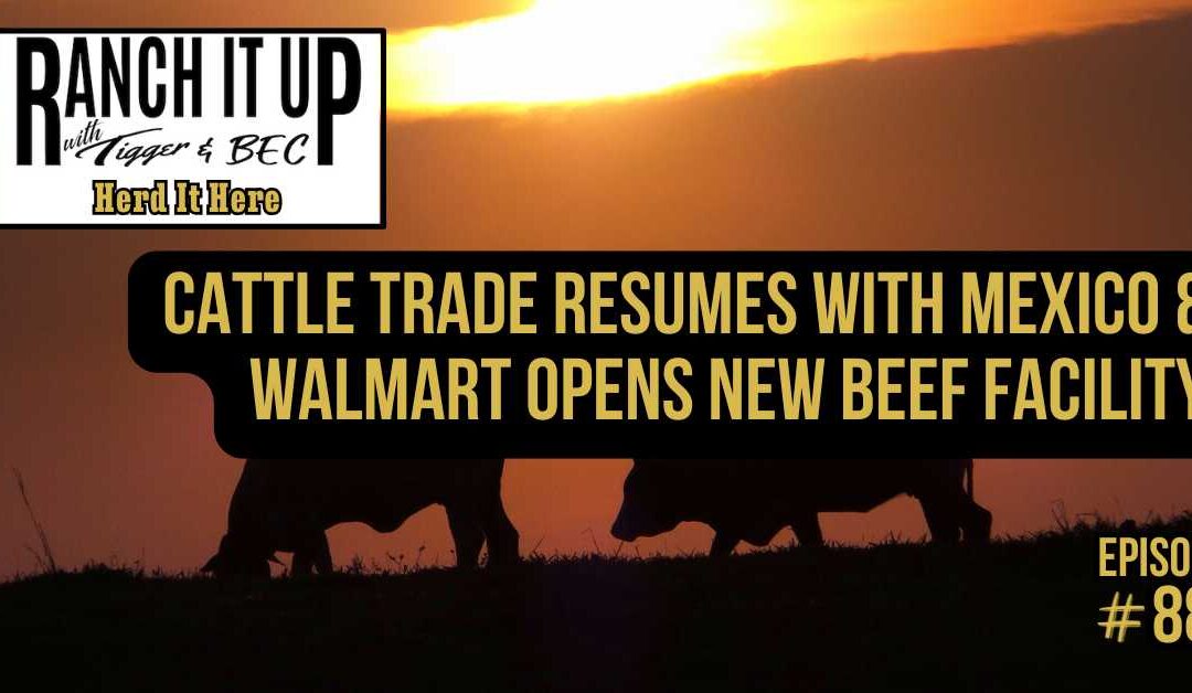 Cattle Trade Resumes With Mexico & Walmart Opens New Beef Facility