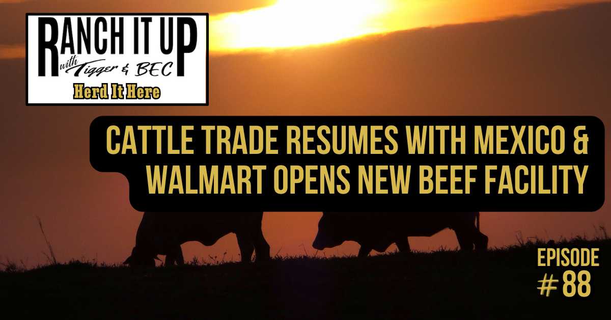Cattle Trade Resumes With Mexico & Walmart Opens New Beef Facility
