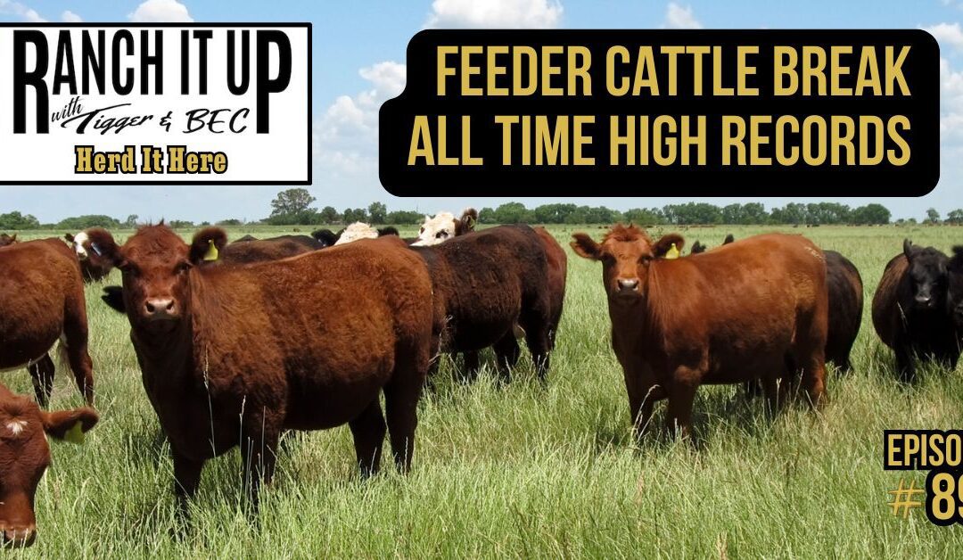 Feeder Cattle Break All Time High Records