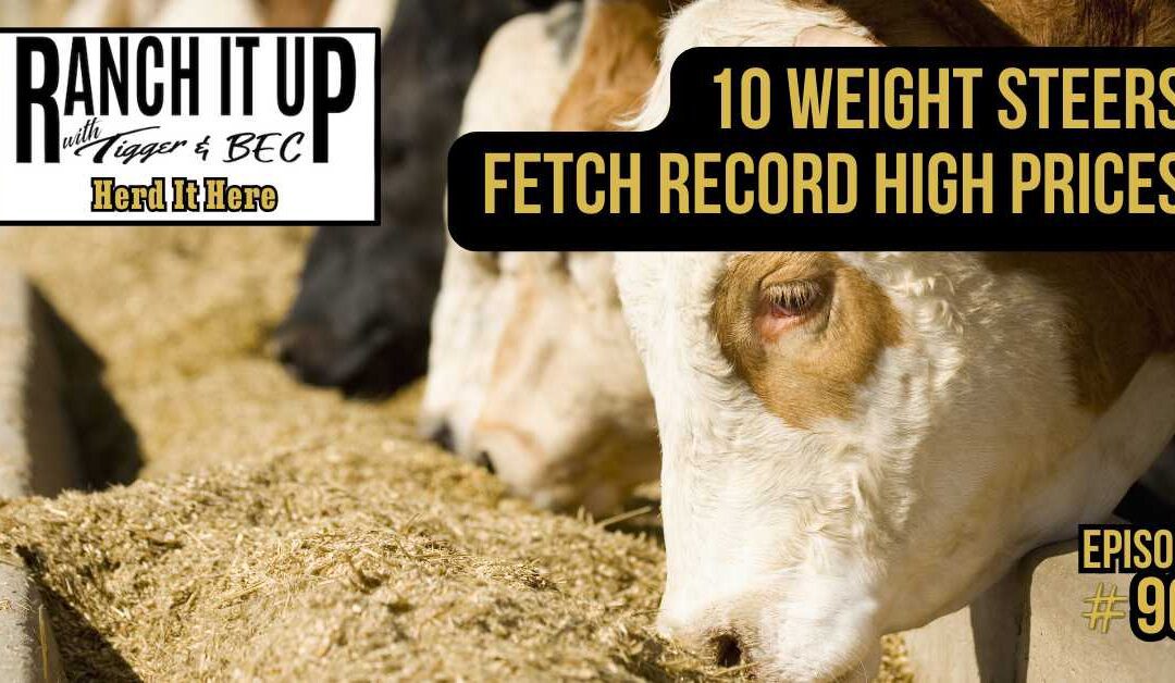 10 Weight Feeder Cattle Steers Fetch Record High Prices