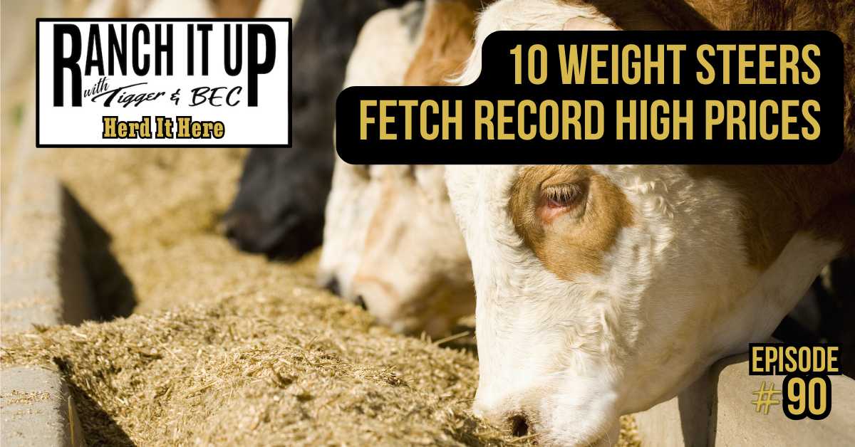 10 Weight Feeder Cattle Steers Fetch Record High Prices