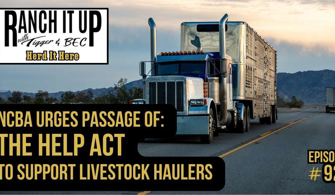 NCBA Urges Passage Of The HELP Act To Support Livestock Haulers