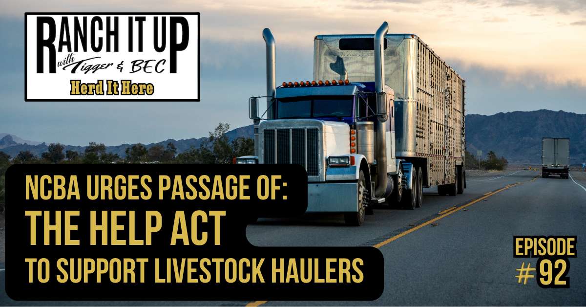 NCBA Urges Passage Of The HELP Act To Support Livestock Haulers
