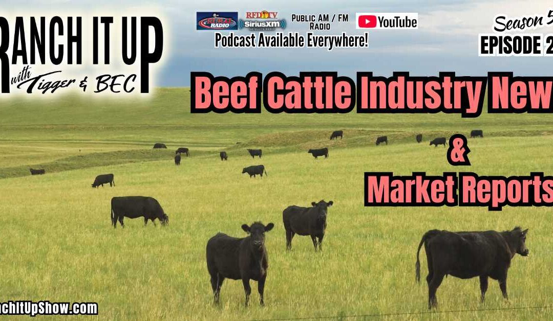 Latest Beef Cattle Industry News & Market Reports