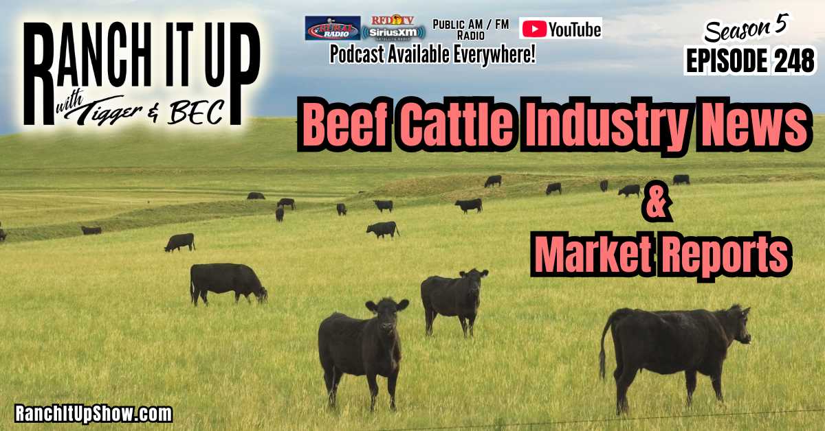 Latest Beef Cattle Industry News & Market Reports