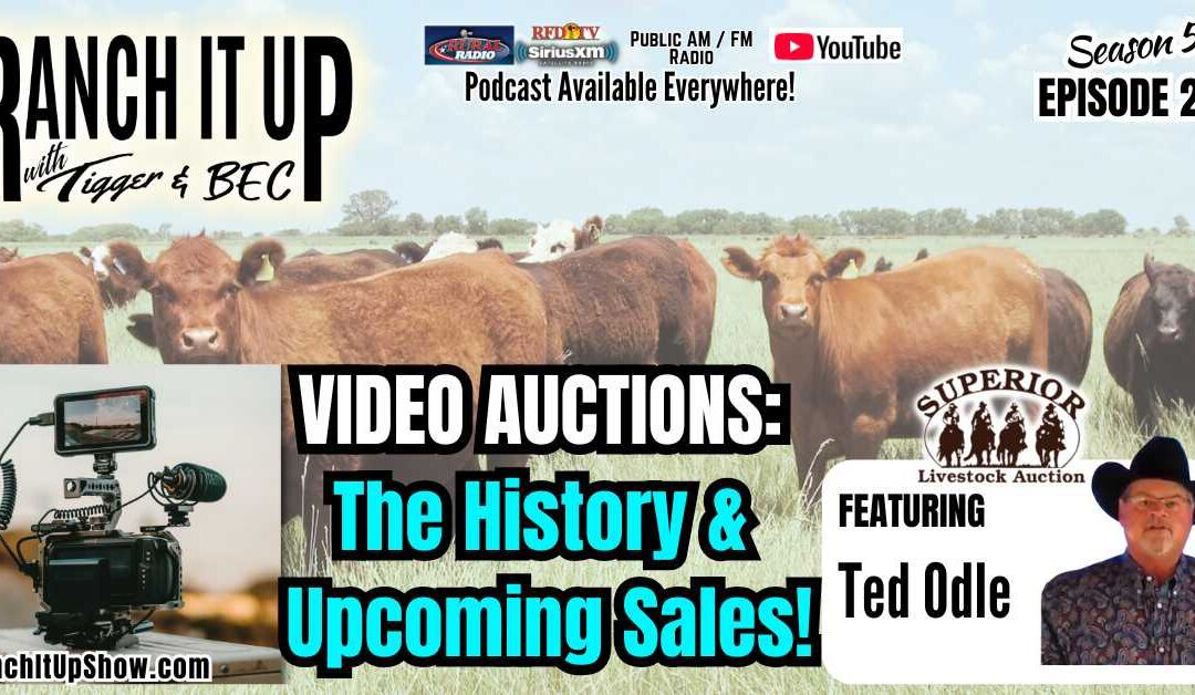 Video Auctions: The History & Upcoming Sales