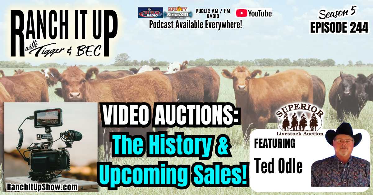 Video Auctions: The History & Upcoming Sales