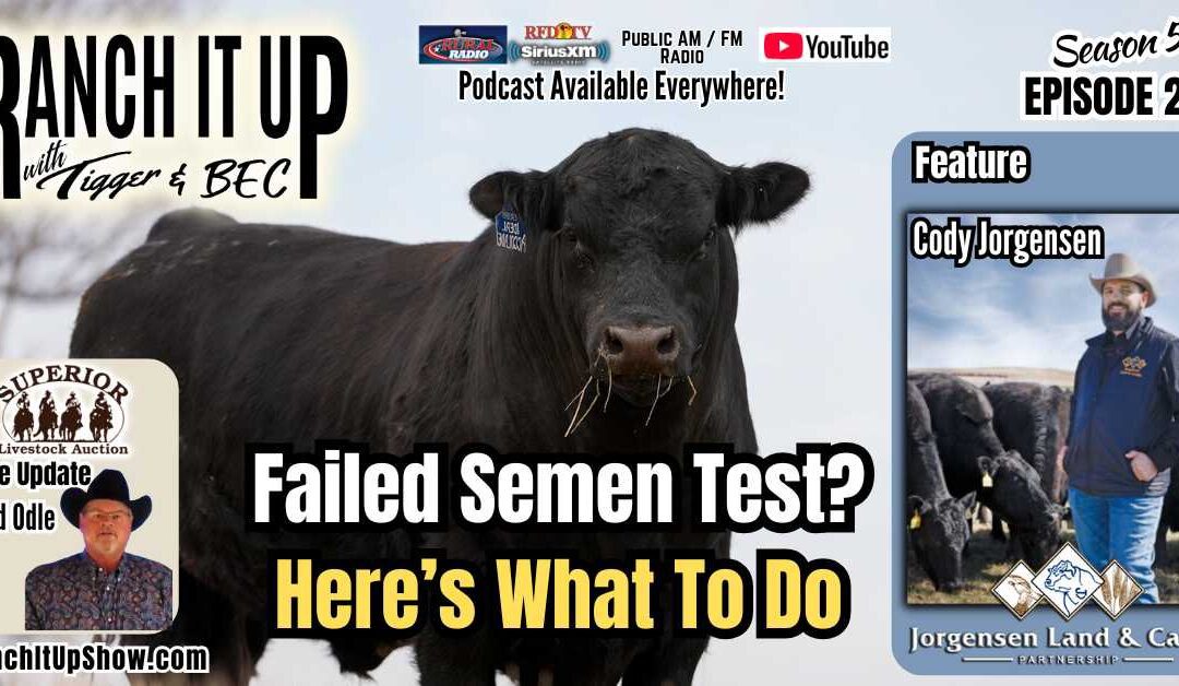 Bull Failed Semen Test? Here’s What to Do & Video Sale Report