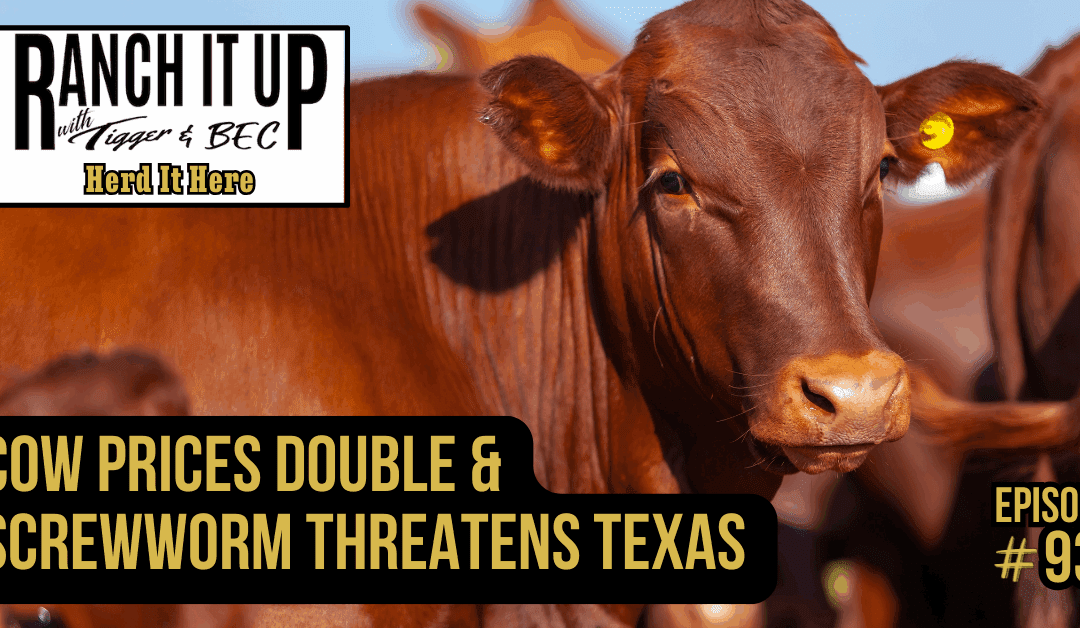 Cow Prices Double & Screwworm Threatens Texas