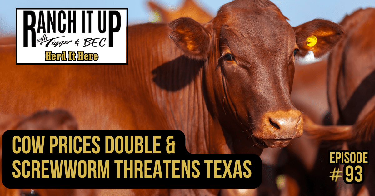 Cow Prices Double & Screwworm Threatens Texas